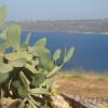 Крит. Кактусы