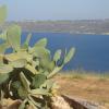 Крит. Кактусы
