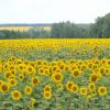 Подсолнухи. Вид вдаль